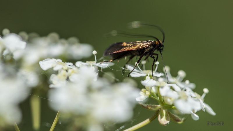Photo Insectes