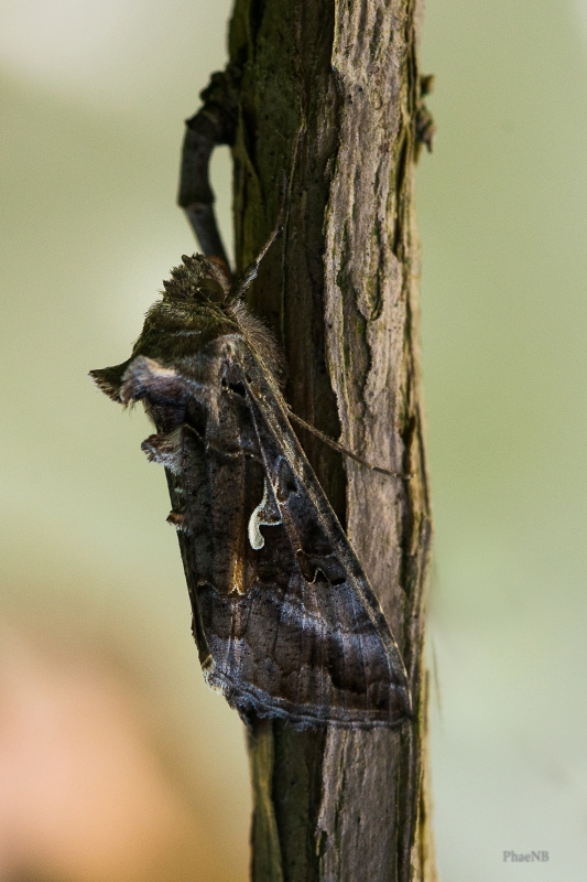 Photo Insectes