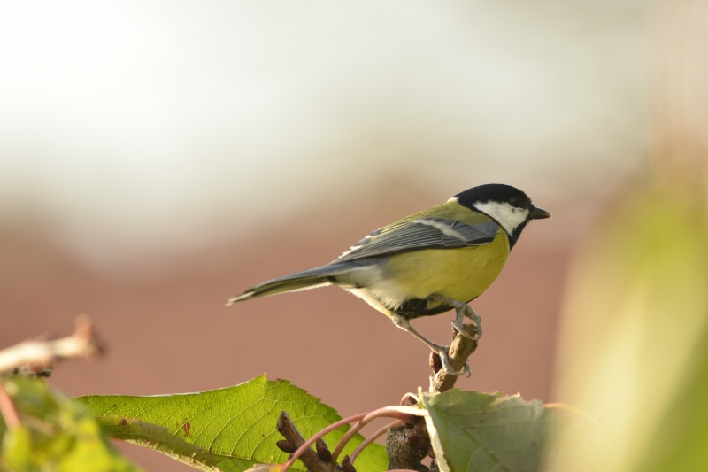 Photo Oiseaux