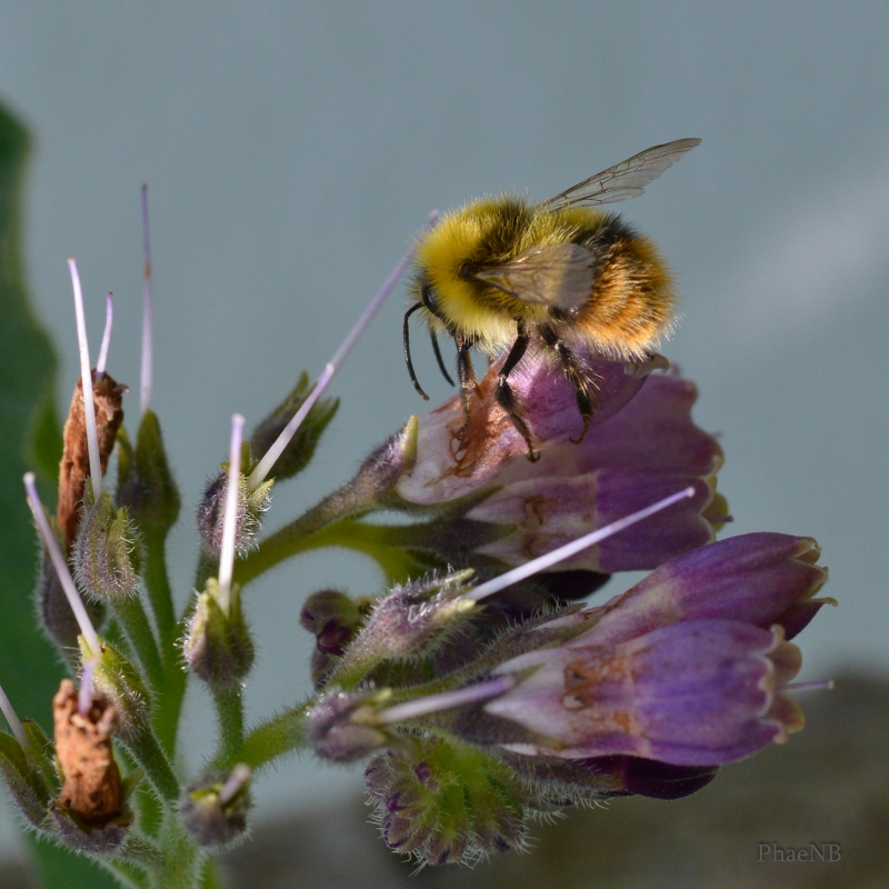 Photo Insectes