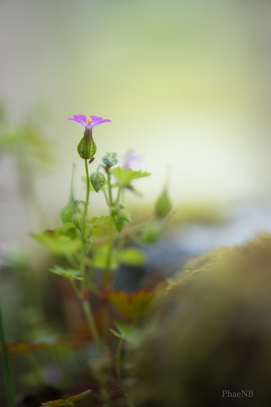 Photo Flore