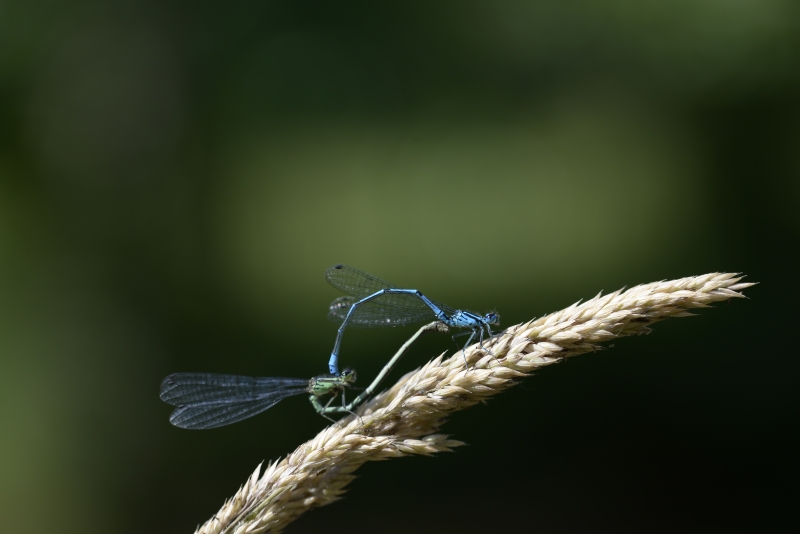 Photo Insectes
