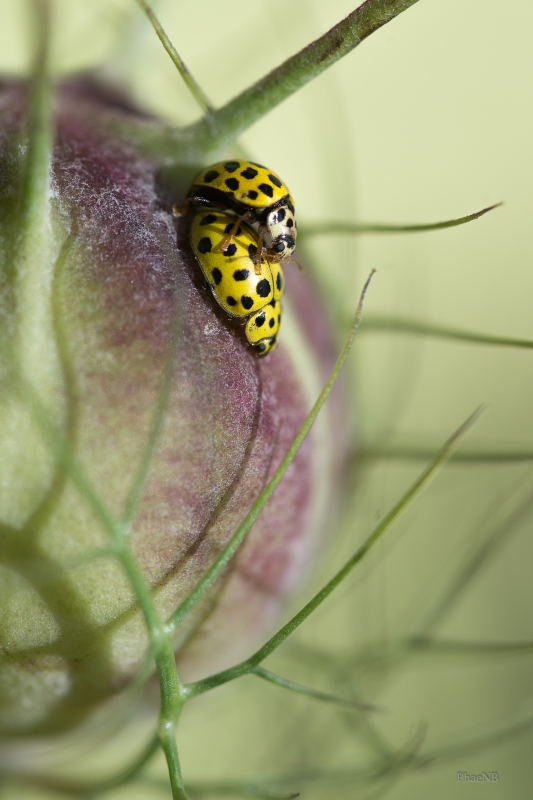 Photo Insectes
