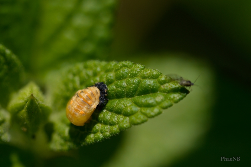 Photo Insectes