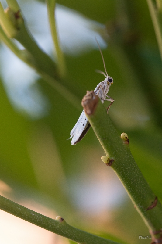 Photo Insectes