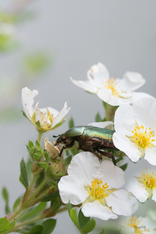 Photo Insectes