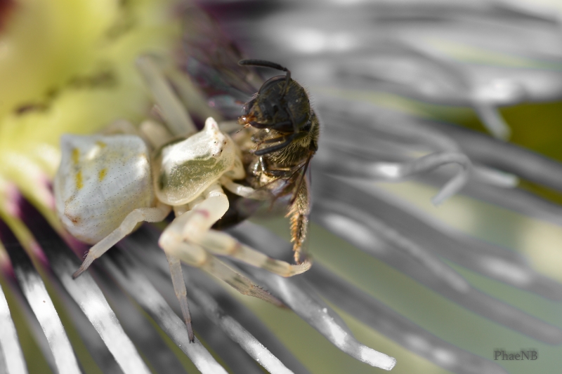 Photo Araignées