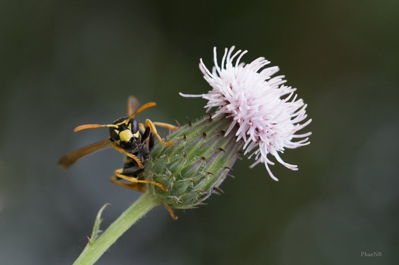Photo Insectes