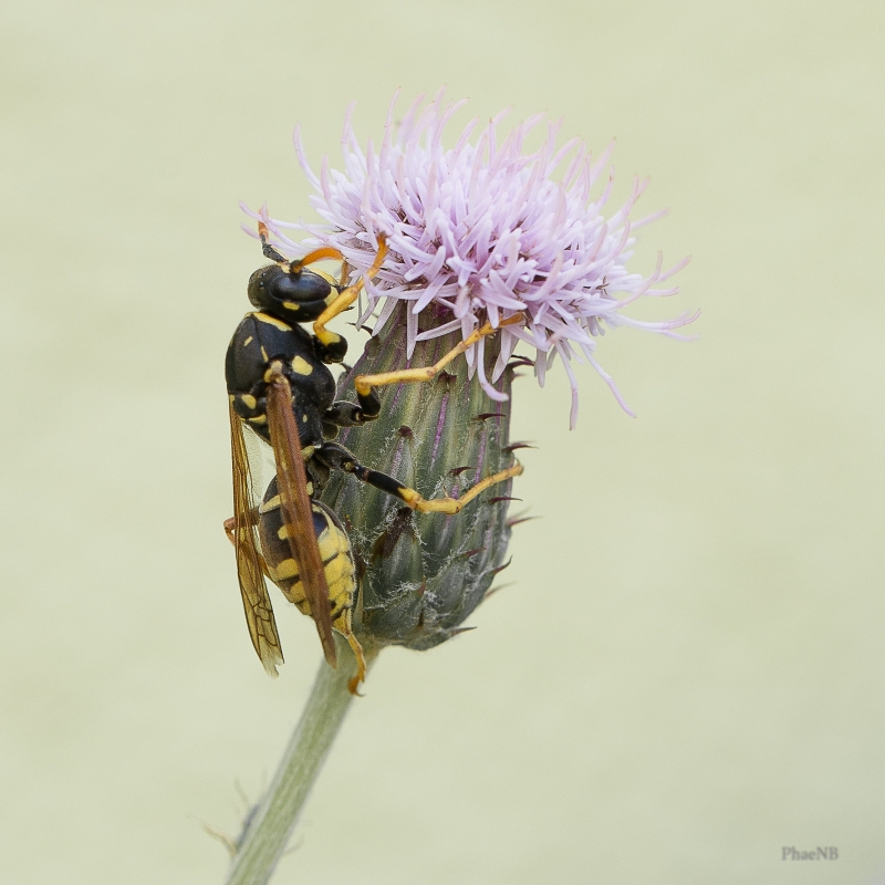 Photo Insectes