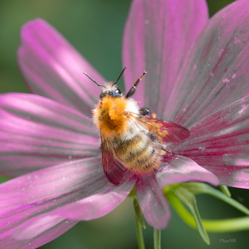 Photo Insectes