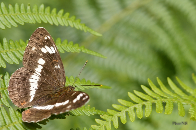 Photo Insectes