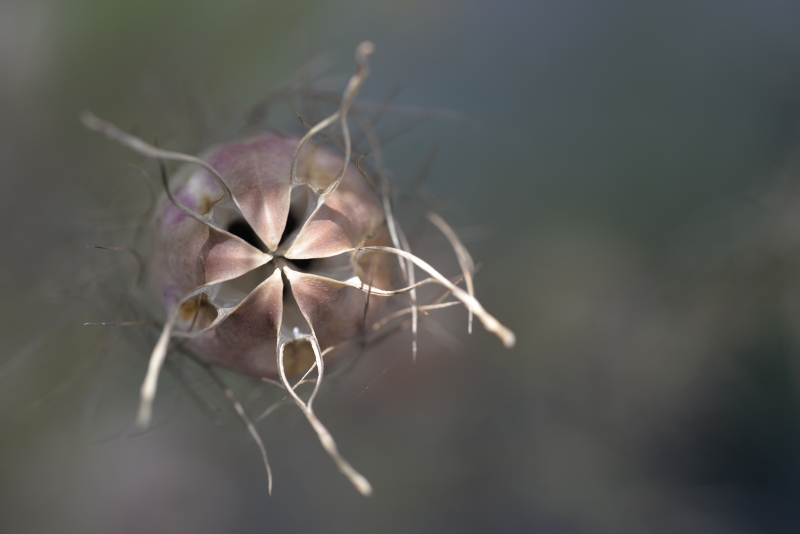 Photo Flore