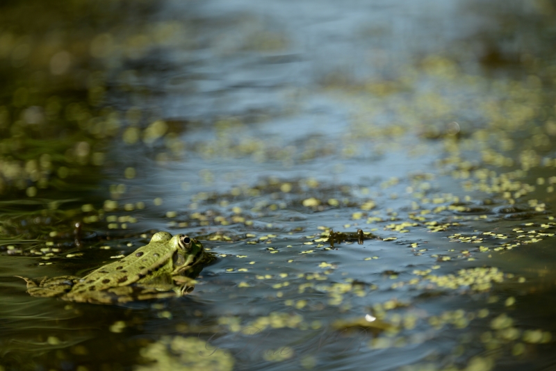 Photo Amphibiens