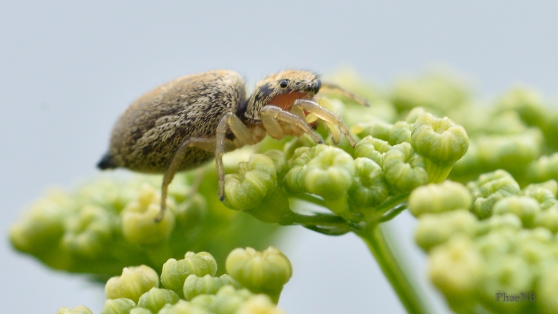 Photo Araignées