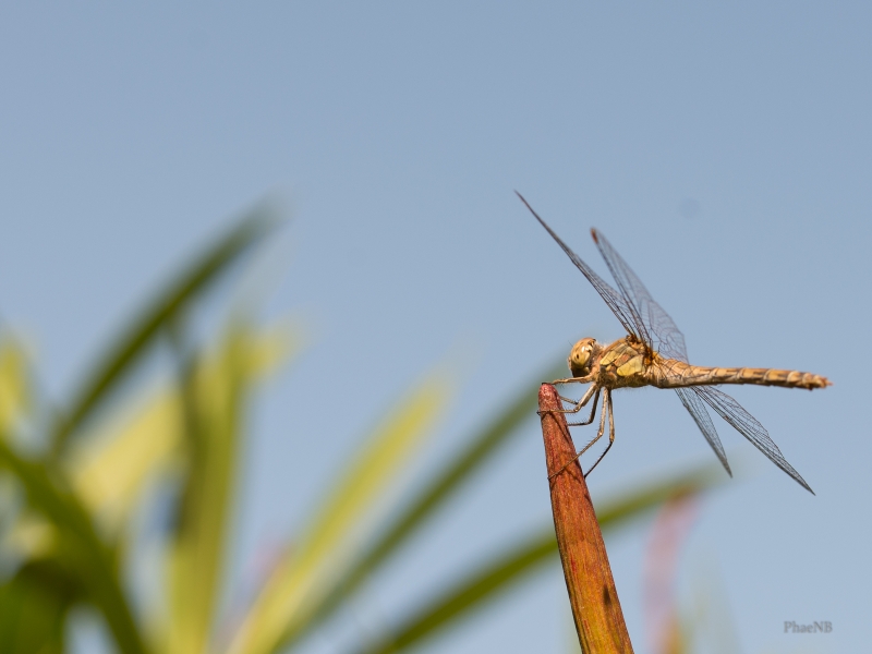 Photo Insectes