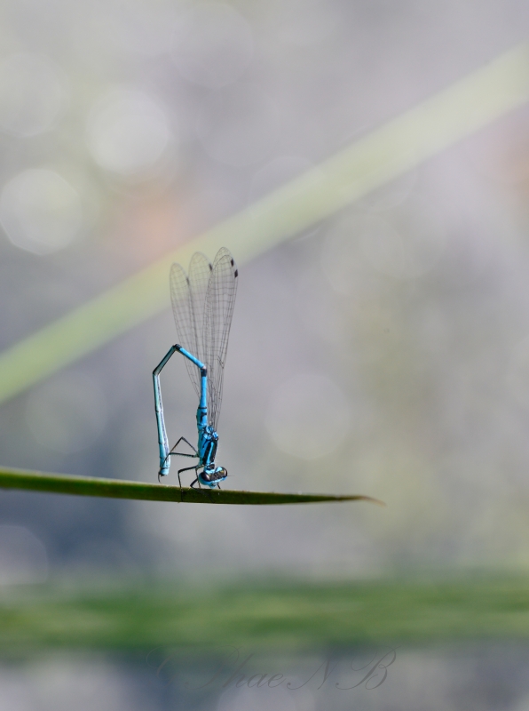 Photo Insectes
