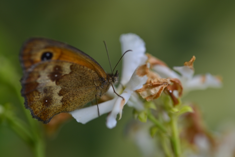 Photo Insectes