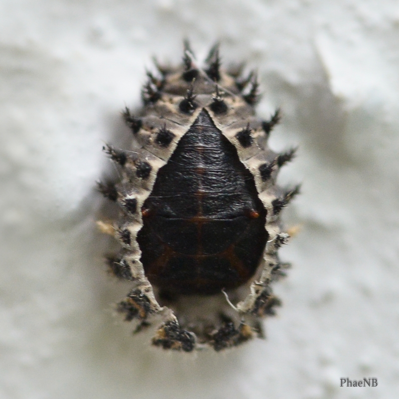 Photo Insectes