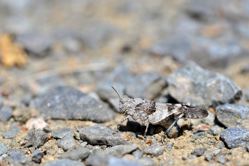 Photo Insectes