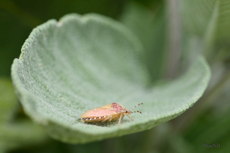 Photo Insectes