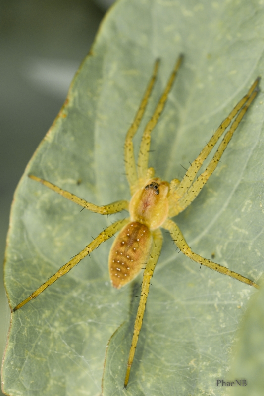 Photo Araignées