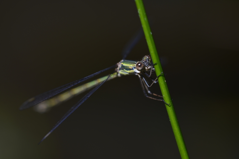 Photo Insectes
