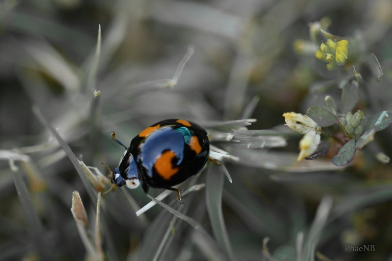 Photo Insectes