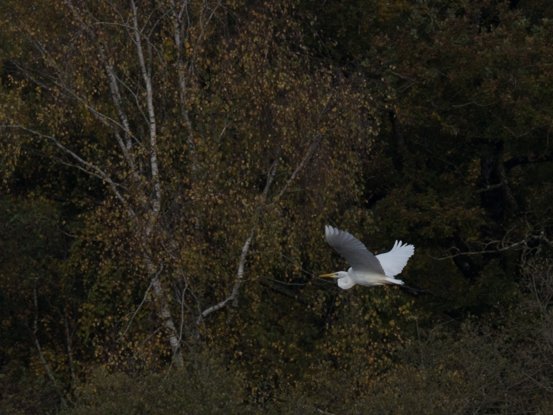 Photo Oiseaux