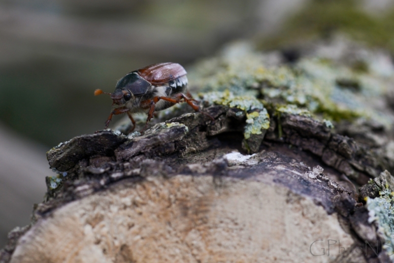 Photo Insectes