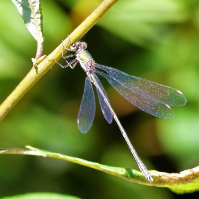 Identification Insectes et Araignées