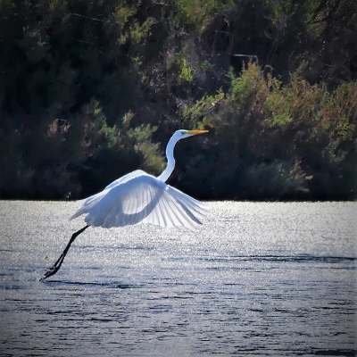 Grande aigrette