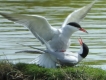 Photo nature