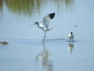 Oiseaux avocette elegante