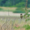  Tarier pâtre (Saxicola rubicola)