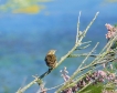  Cisticole des joncs (Cisticola juncidis)