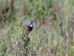 Photo nature