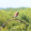 Oiseaux Linotte mélodieuse