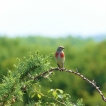 Oiseaux Linotte mélodieuse