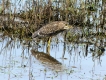  Héron bihoreau immature