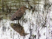  Héron bihoreau gris immature