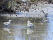 Oiseaux