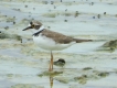 Oiseaux petit gravelot