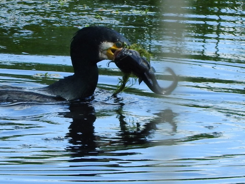 279.JPG cormoran