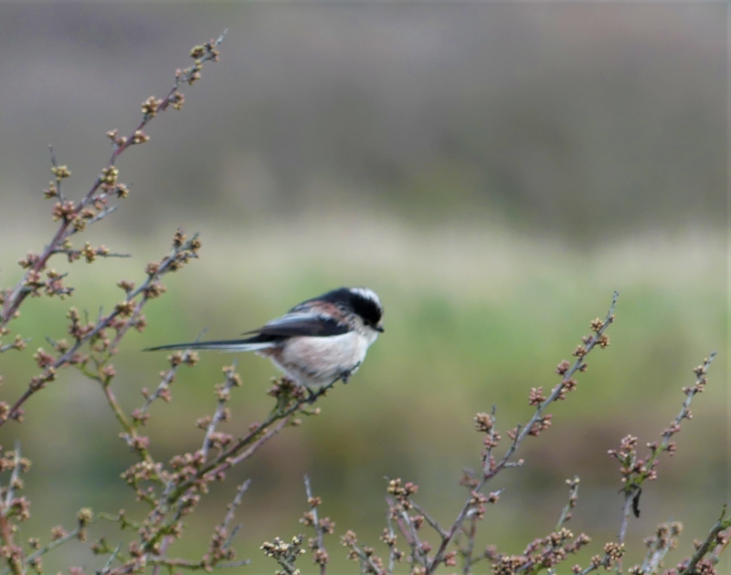 Photo Oiseaux Mésange a longue queue