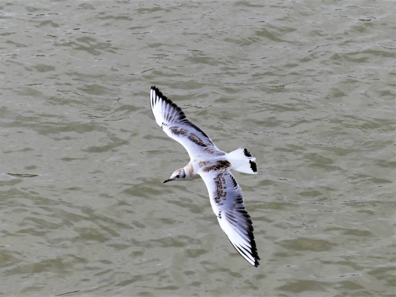 P1150434_2.JPG