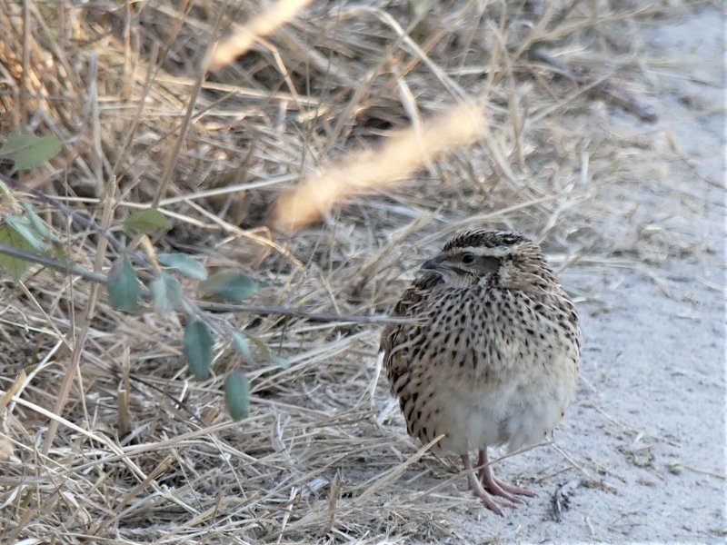 Photo Oiseaux caiille des blés