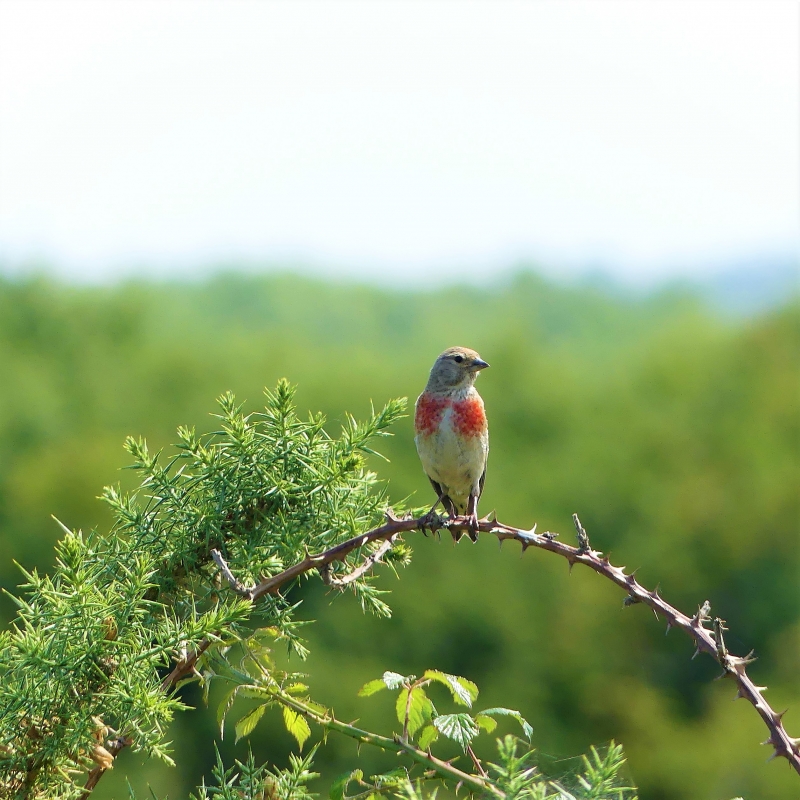 Photo Oiseaux Linotte mélodieuse