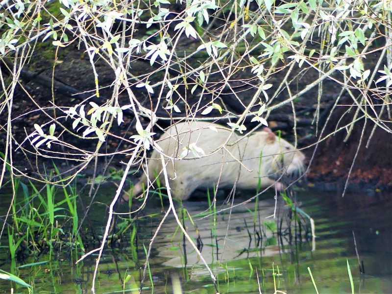 P1180492_3.JPG