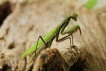 Photo nature