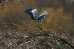 Photo nature